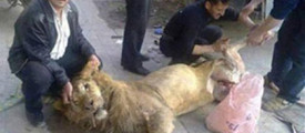 lion-meat