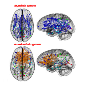 men-and-womens-brains