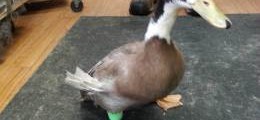 duck-ca