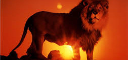lion5