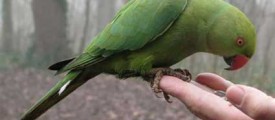 parrot