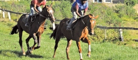 horse