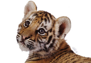 tiger