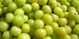 gooseberry_002