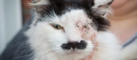 hitler_cat