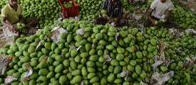 mango-india