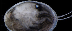 sparm