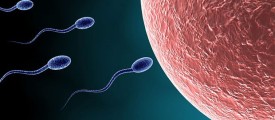 sperm