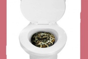 toilet -snake