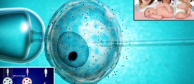 Three-Parent-In-Vitro-Fertilzation