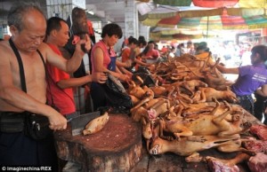 dog_meat_festival_002