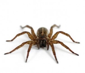 spider-fire-house