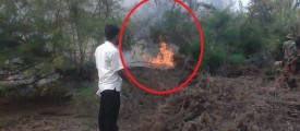 tree-fire2
