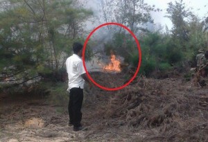 tree-fire2