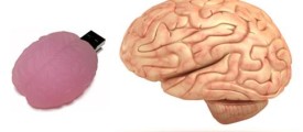 brain5
