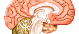 brain5