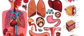 Body-parts