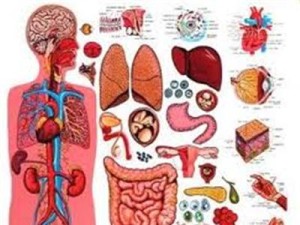 Body-parts
