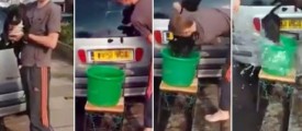 dog_icebucket