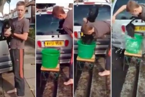 dog_icebucket