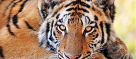 Tiger5