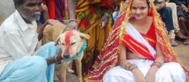 dog_girlmarrage_007