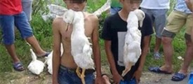 duck-theifs-china-village