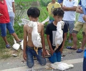 duck-theifs-china-village