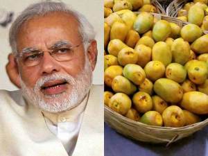 modi-mango35-600