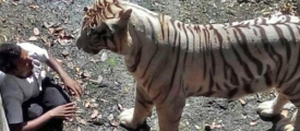 tiger-attack