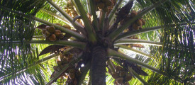 coconut_tree