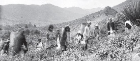 tea-indians