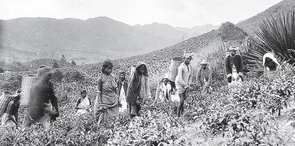 tea-indians